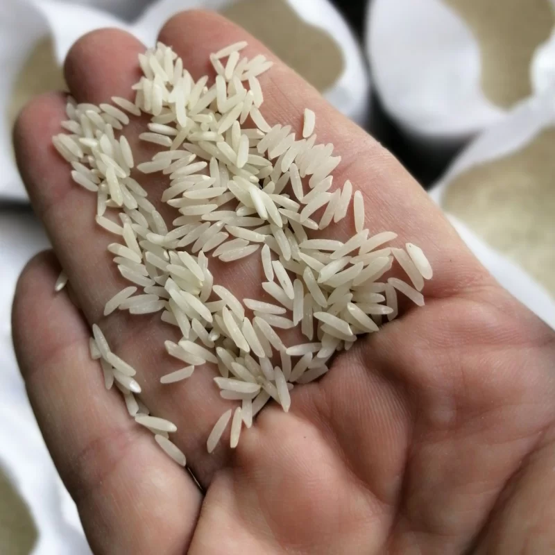 برنج طارم فجر استخوانی شمال